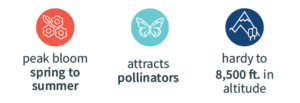 Red and white icon of flower blooms with the text "blooms early spring to fall" underneath, Teal and white icon of a butterfly with the text "attracts pollinators" underneath, Navy and white icon with a mountain image with the text "hardy to 8,500 feet in altitude" underneath