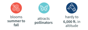 Red and white icon of flower blooms with the text "blooms summer to fall" underneath, Teal and white icon of a butterfly with the text "attracts pollinators" underneath, Navy and white icon with a mountain image with the text "hardy to 6,000 feet in altitude" underneath