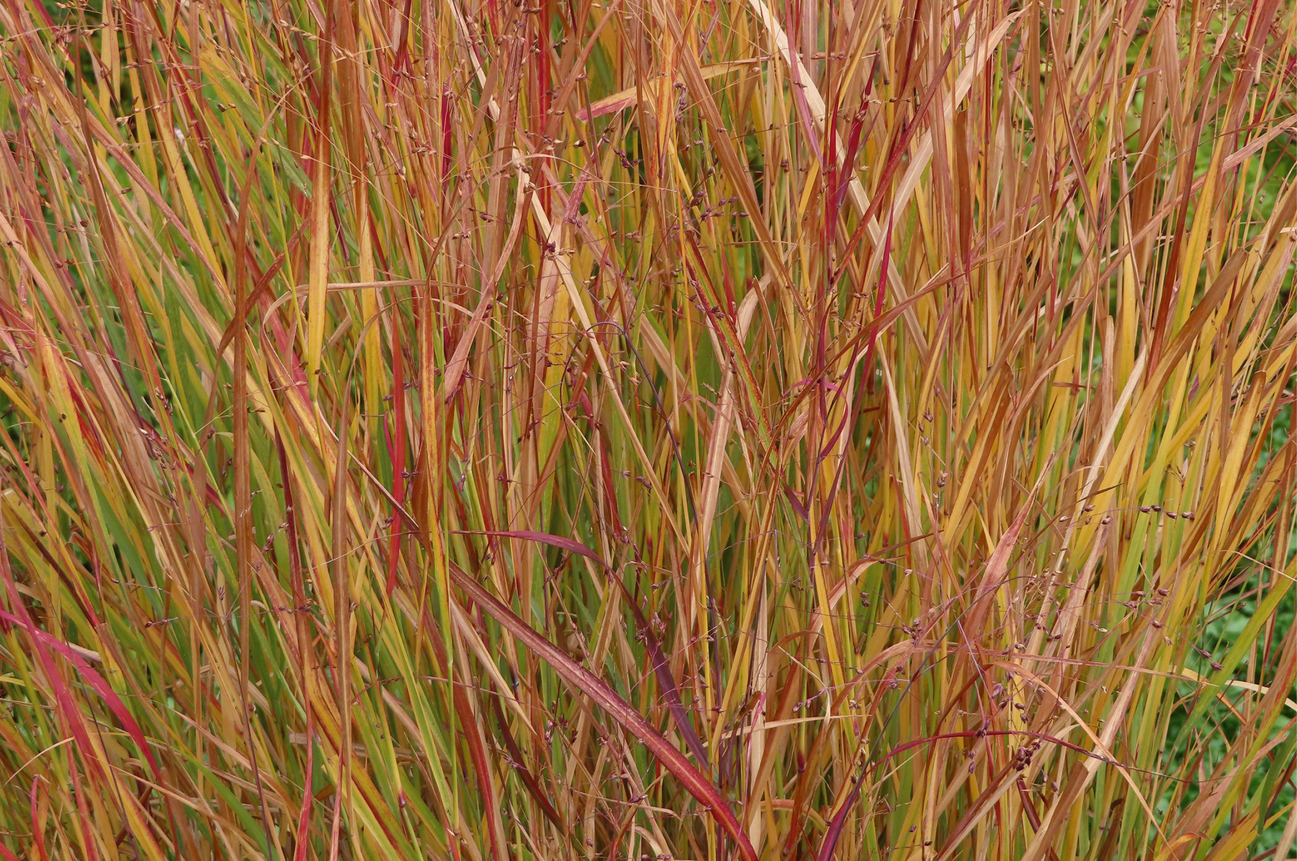 Shenandoah Switchgrass