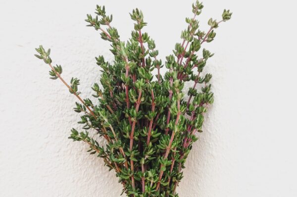 Thyme