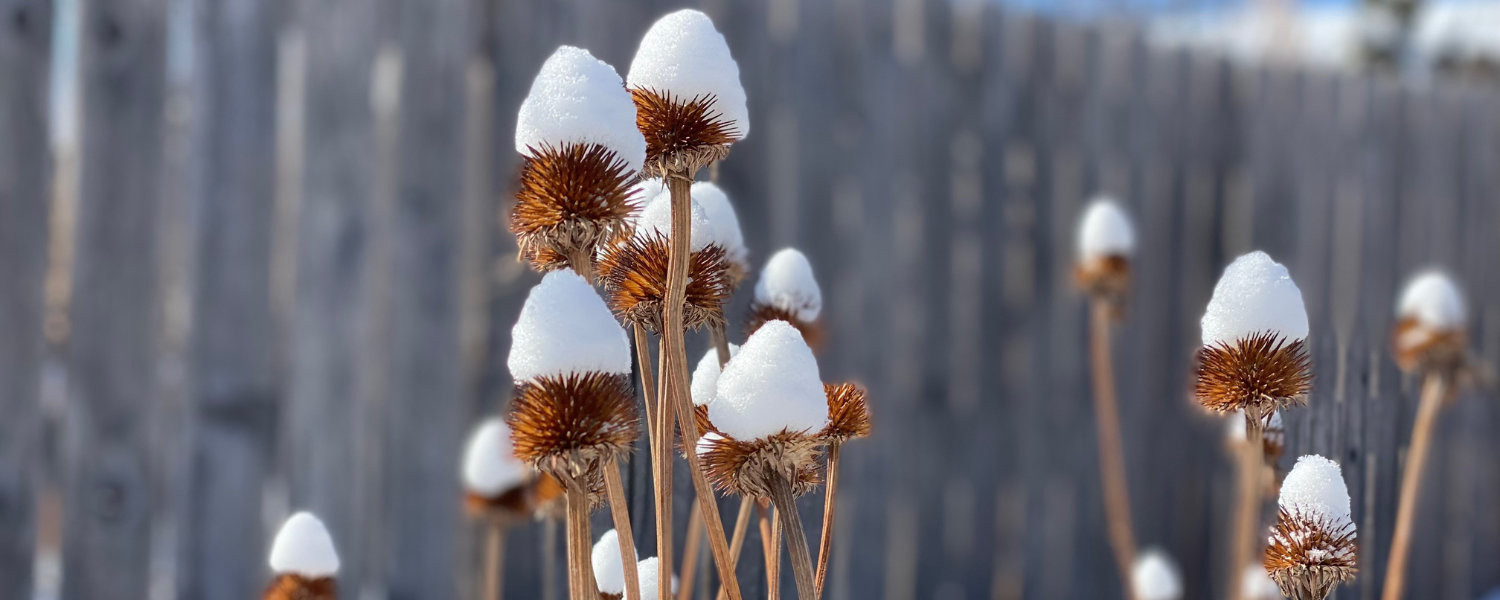 coneflower talks with snow