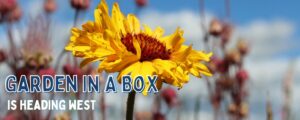 Image of a yellow flower with the words Garden In A Box is heading west