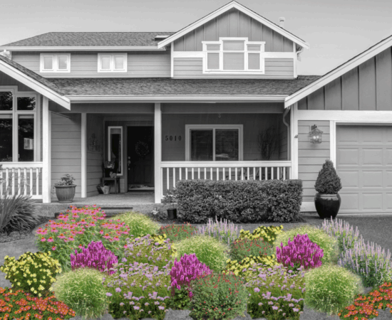Sunlit Fiesta rendering Artist rendering of a mature Sunlit Fiesta garden.