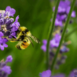 2024-Impact-Study-Bee A bee collecting pollen on a purple flower