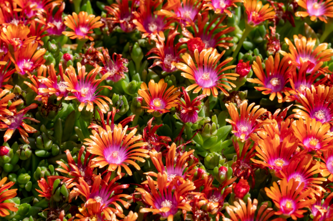 Closeup of orange and fuchsia fire spinner ice plants.