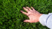 A hand touching a patch of green grass