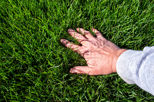 A hand touching a patch of green grass