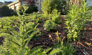 green plants in a yard