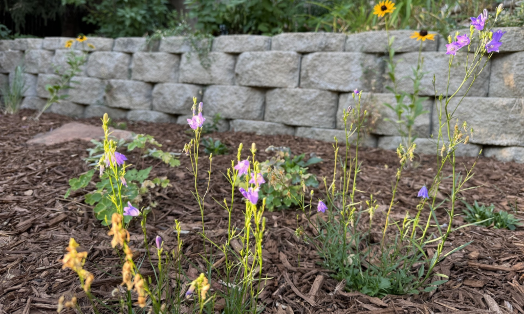 a variety of small plants in a mulch bed