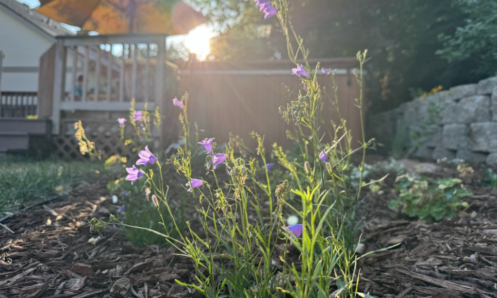 plant with small purple flowers
