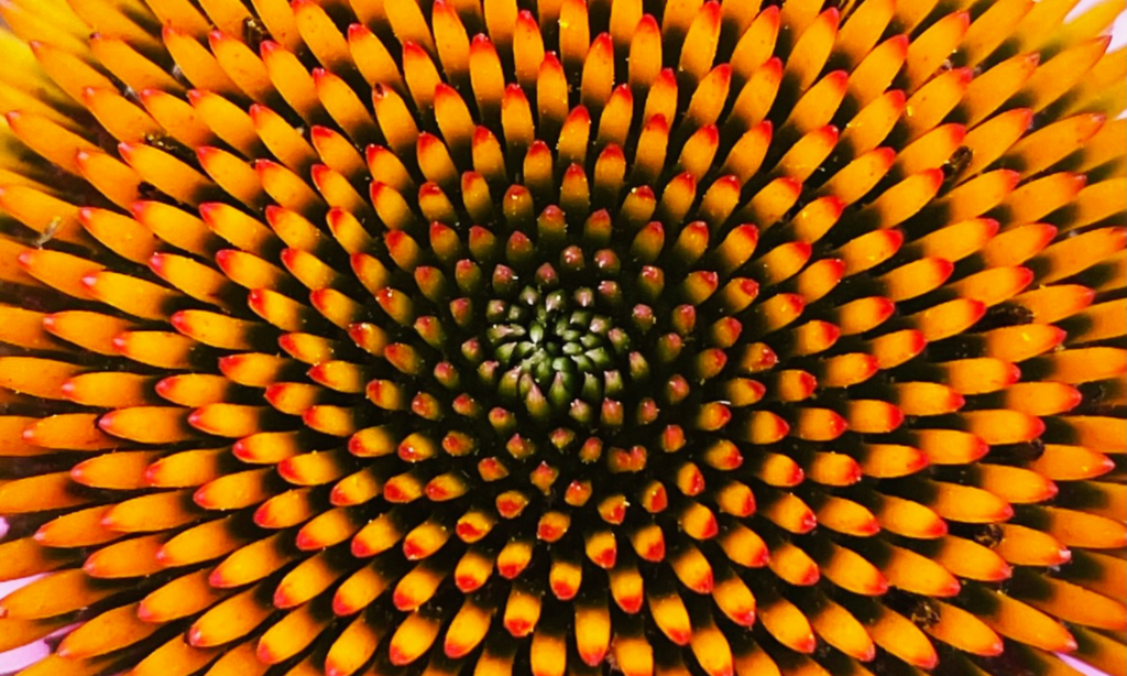 orange center of a flower in a swirling design