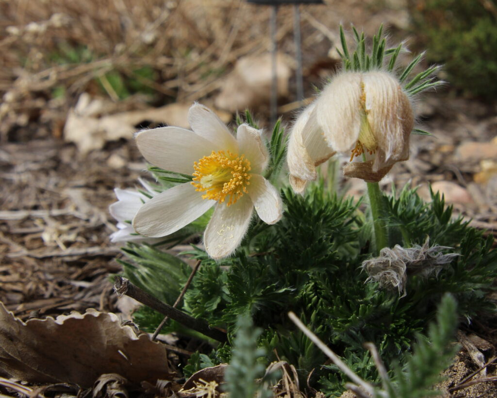 A small, green plant with white and yellow flowers.