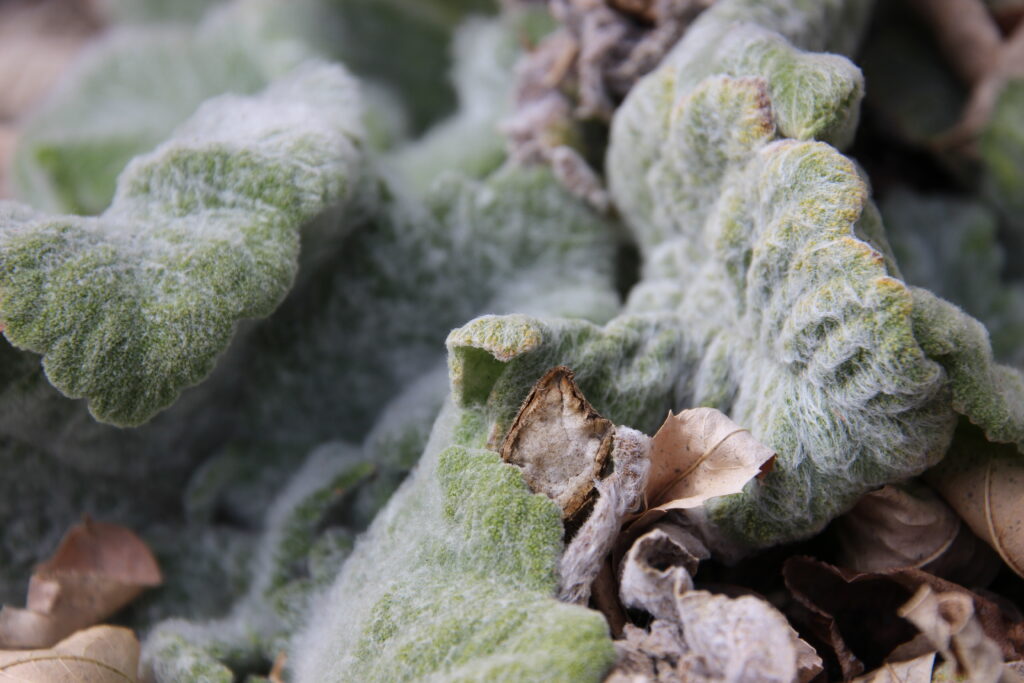 A close up of a plant with gray fuzzy hairs.