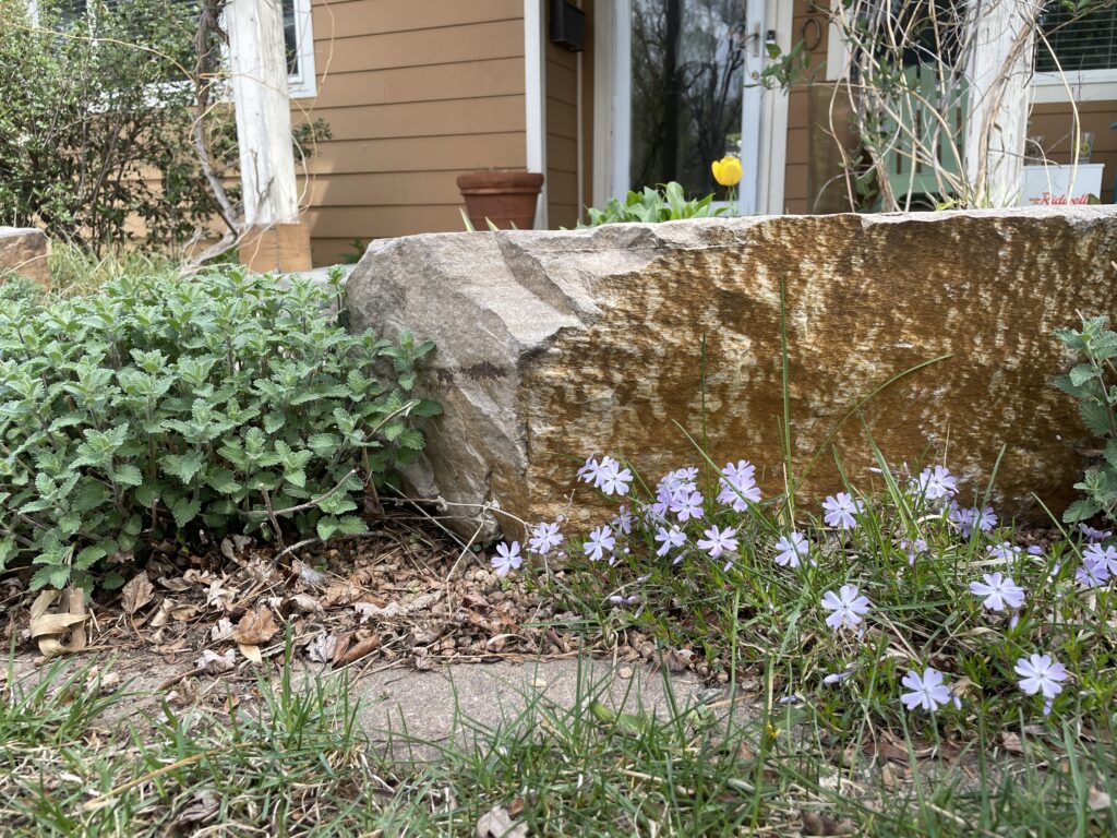 Garden plants and a decorative rock in front of a home