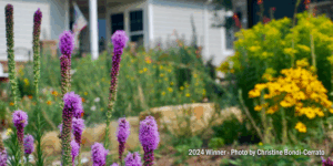 Garden with purple, green, and yellow plants in front of a house