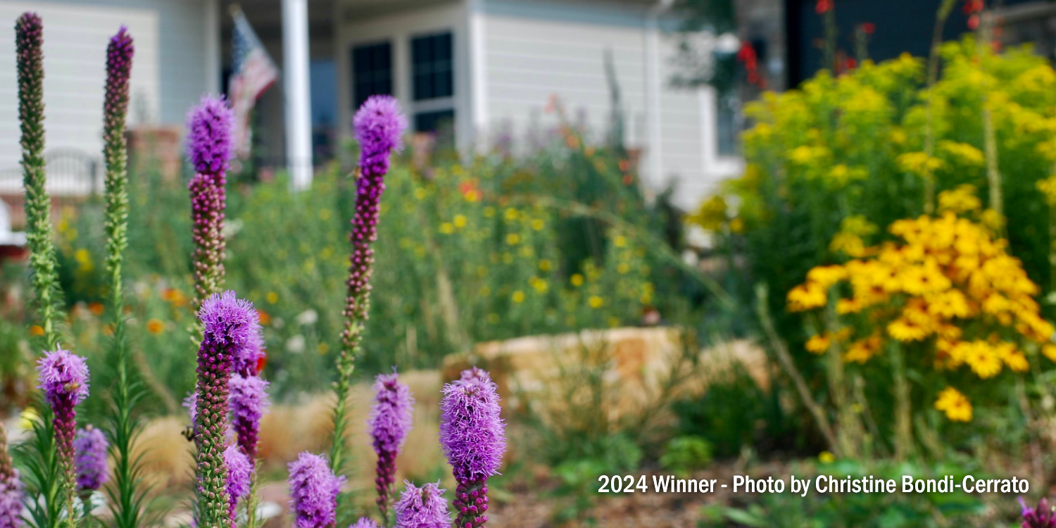 Garden with purple, green, and yellow plants in front of a house