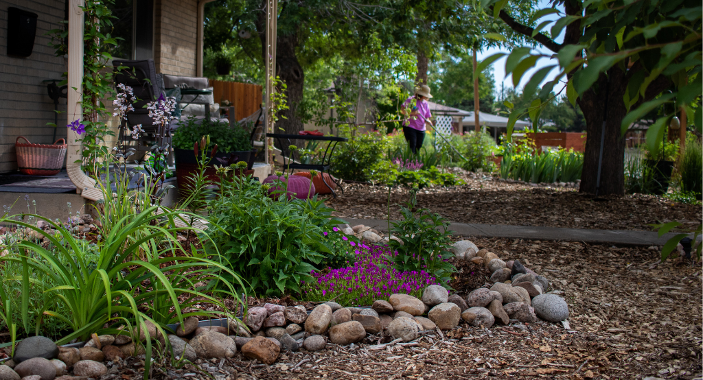 Pink flower garden with woman gartdening