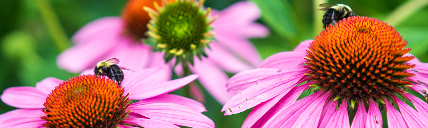 bees on purple coneflowers