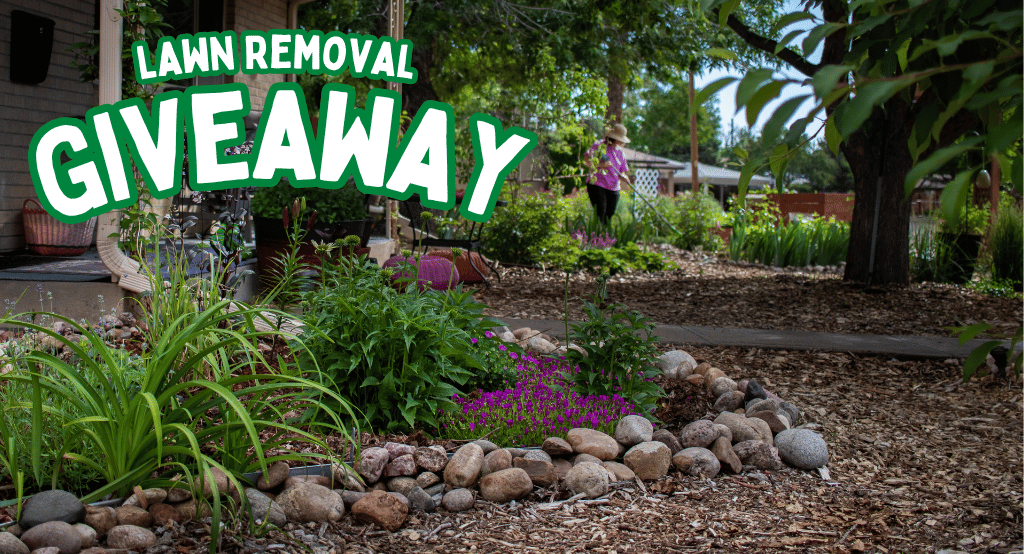 A waterwise landscape with mulch, green and purple plants, with a woman raking and wearing a pink shirt.