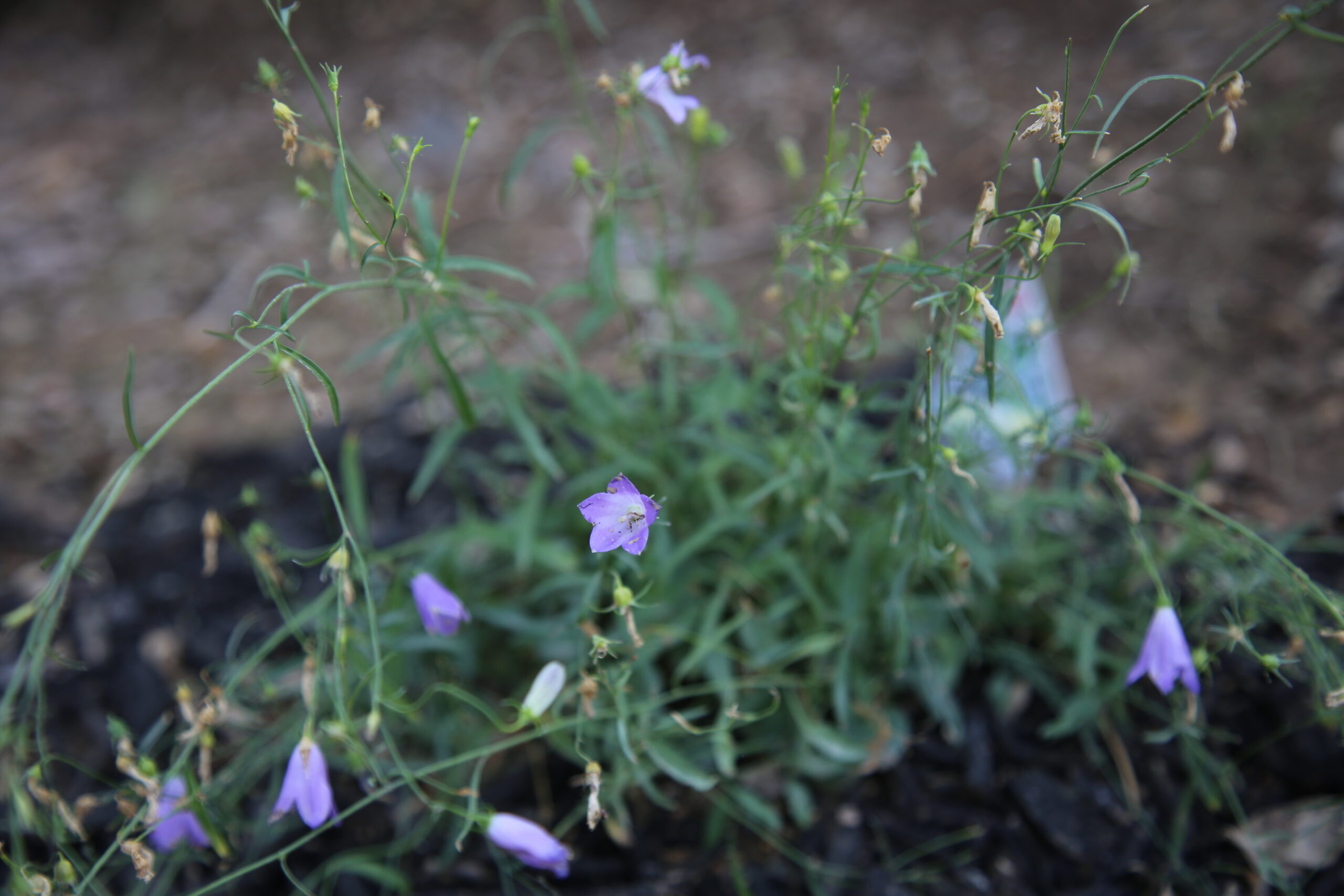 Blueish-purple harebell flowers