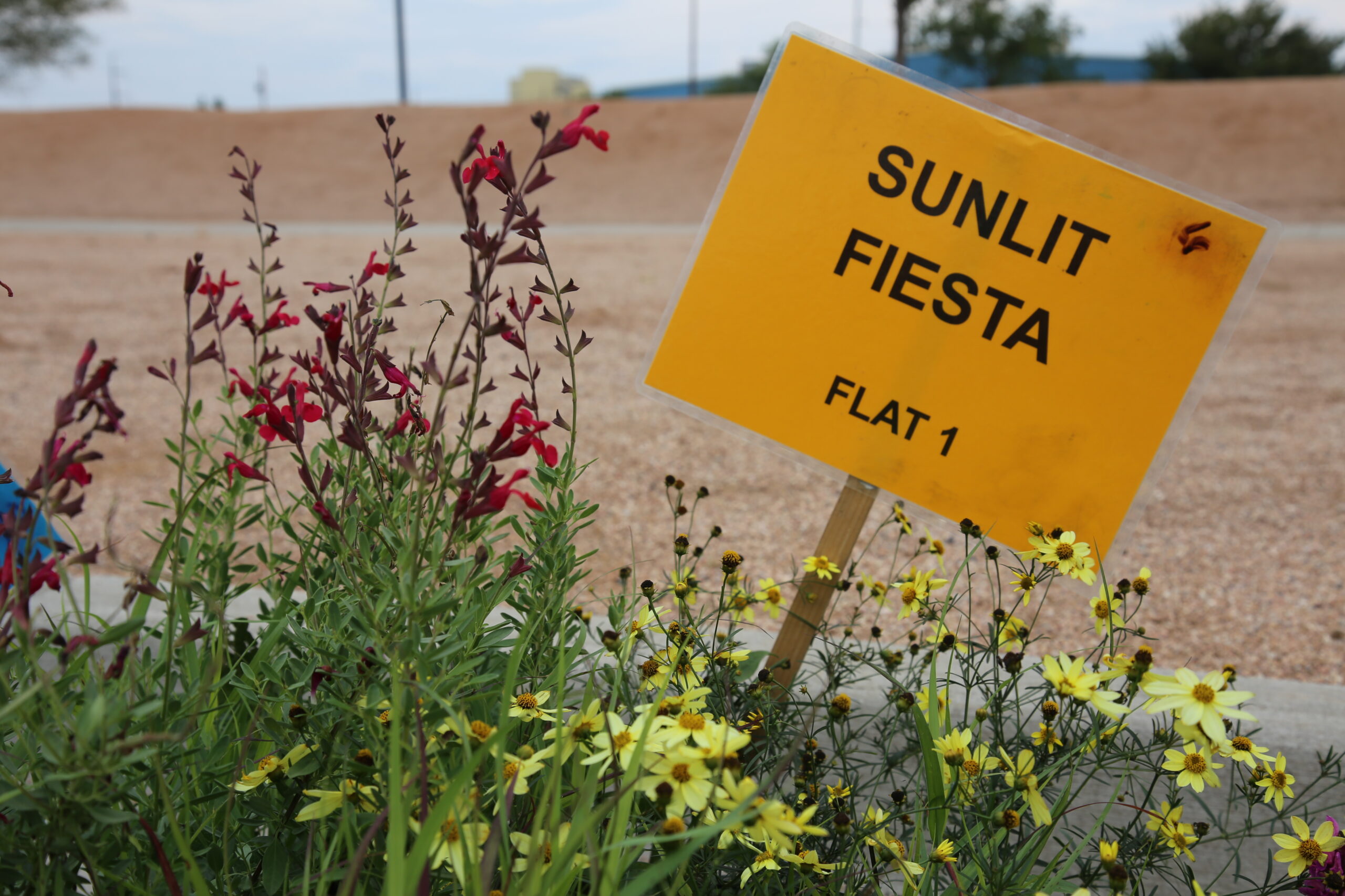Red Salvia and Moonbeam Coreopsis flowers with the Garden In A Box label "Sunlit Fiesta"