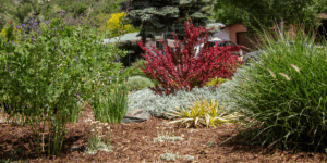 Waterwise plants that are red, yellow, and green in mulch.