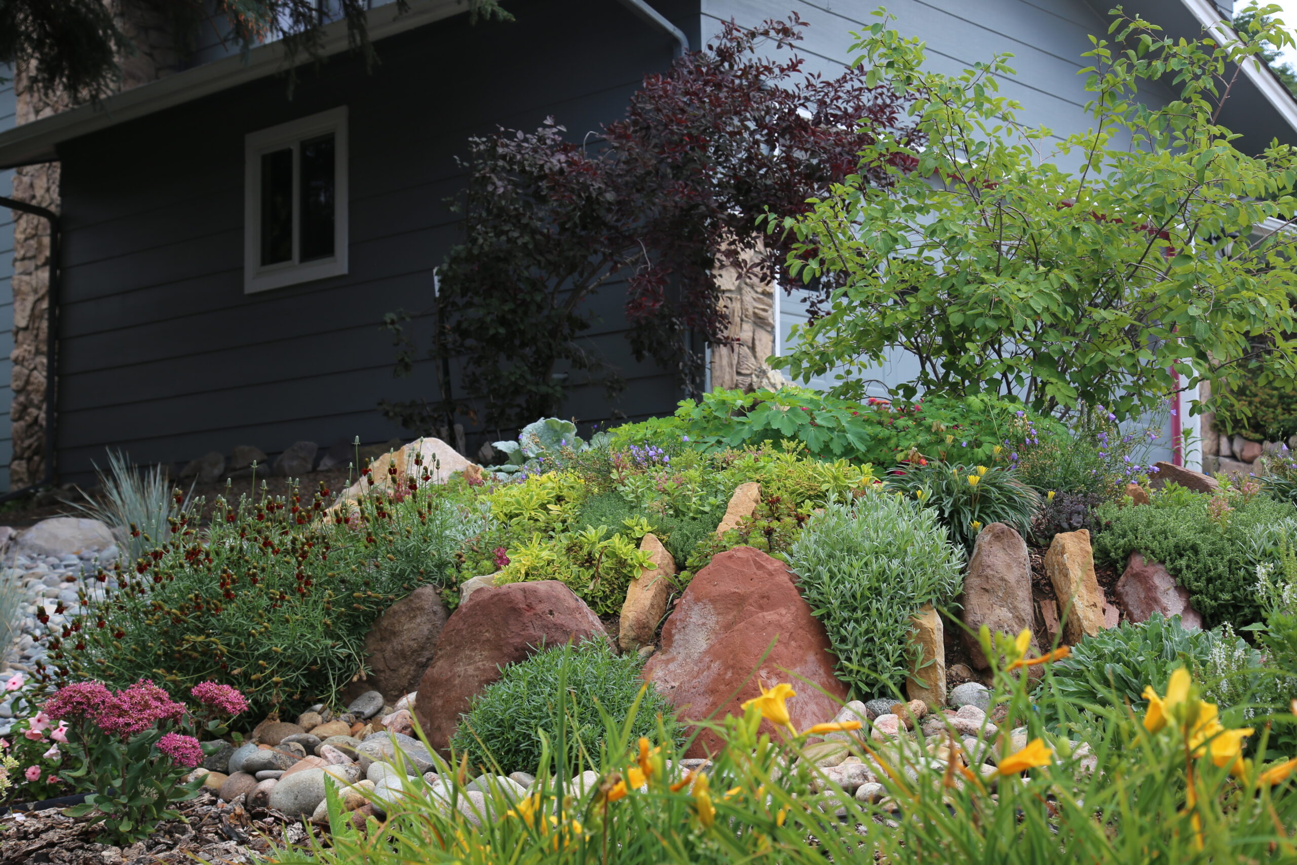 Low-water plants growing in between rocks of a crevice garden.