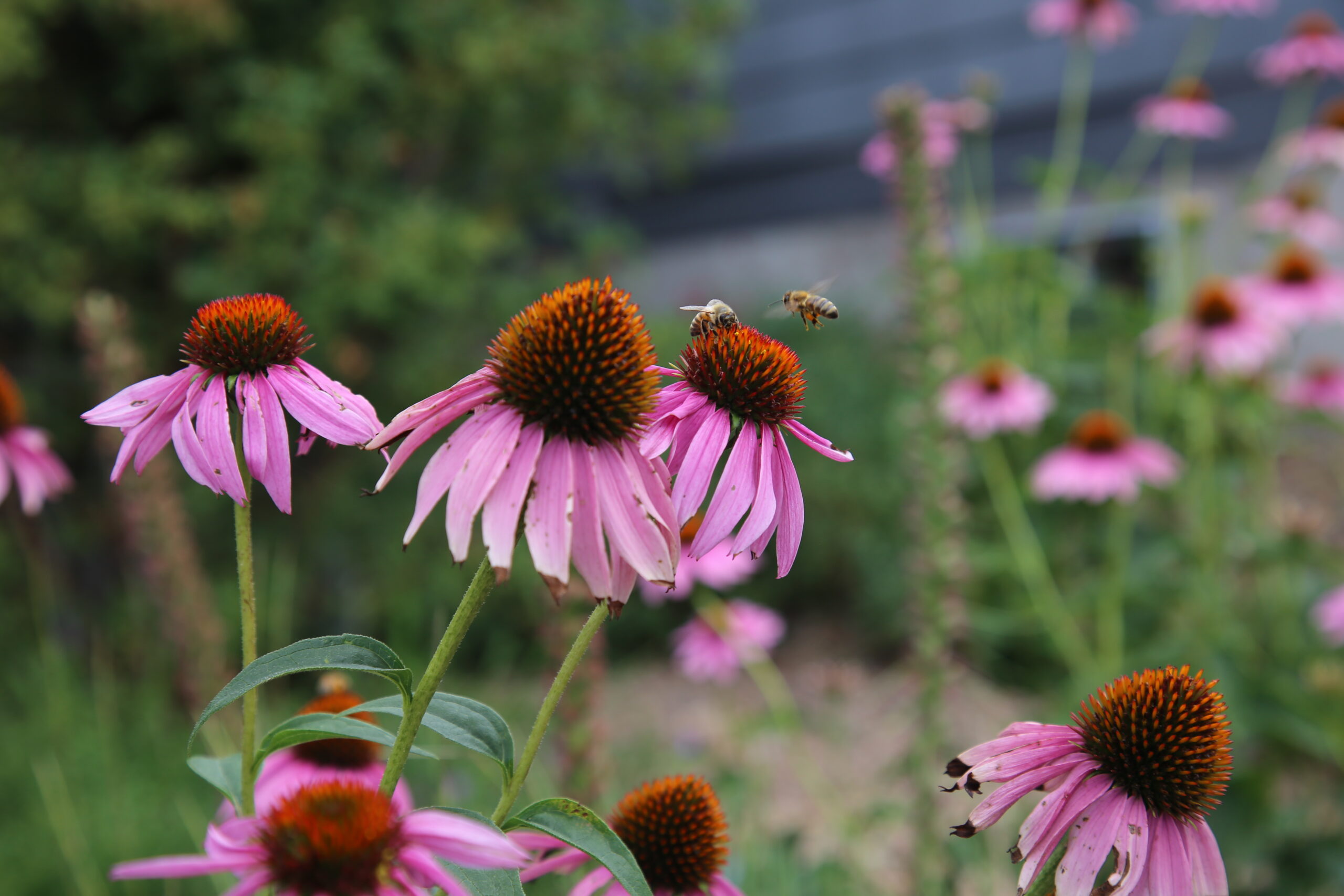 Two bees on a flowering coneflower plant.