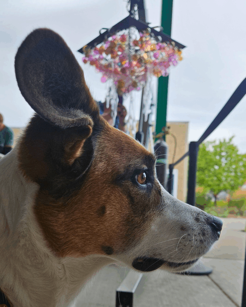 A dog in front of the glass chandelier
