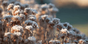 Winter plants covered in light dusting of snow