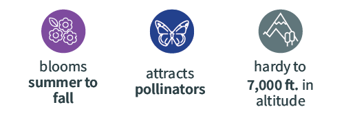 Red and white icon of flower blooms with the text "peak bloom spring to fall" underneath, Teal and white icon of a butterfly with the text "attracts pollinators" underneath, Navy and white icon with a mountain image with the text "hardy to 7,000 feet in altitude" underneath