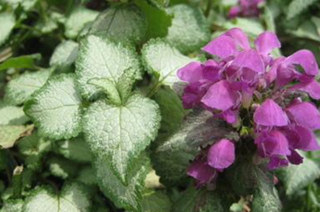 Beacon Silver Nettle