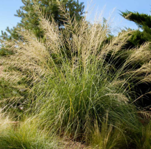 large decorative grass bunch with yellow seed heads