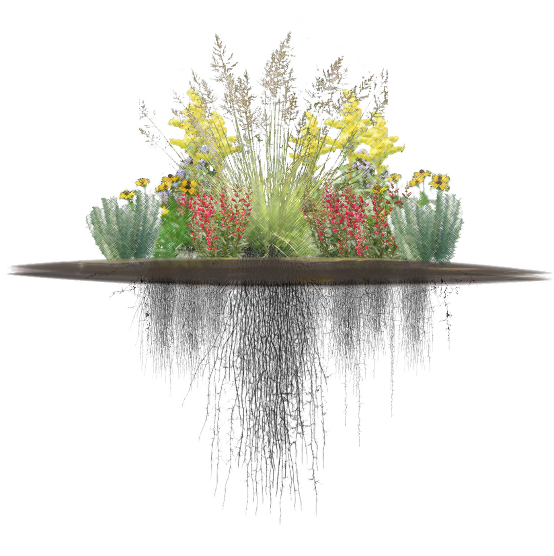 illustration of plants showing both the plant and the root system