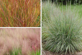 Collage showing images of Undaunted Ruby Muhly Grass, Little Bluestem Grass, and Shenandoah Switchgrass