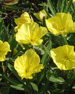 yellow flowers with green leaves