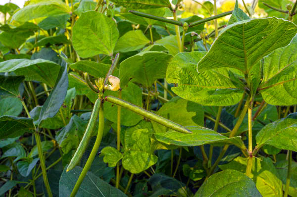 Hopi Dry Black Beans