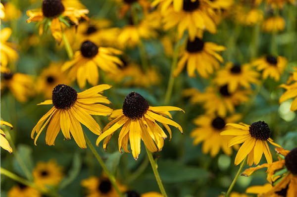 Black Eyed Susan
