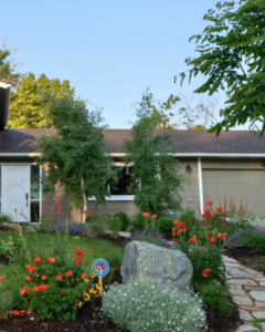 garden in a front yard with orange, yellow, and white blooms