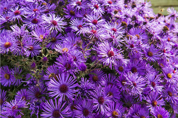 October Skies Aromatic Aster