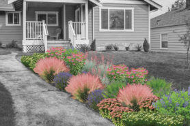 Artist rendering of a mature Painted Prairie garden