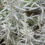 Prairie Sage plant with slivery foliage
