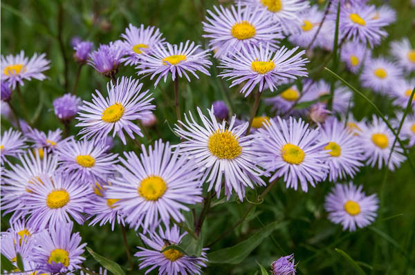 Bigelow's Tansyaster