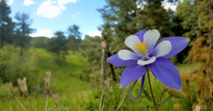 A photograph of a single Rocky Mountain columbine with a green hills and blue sky in the background.