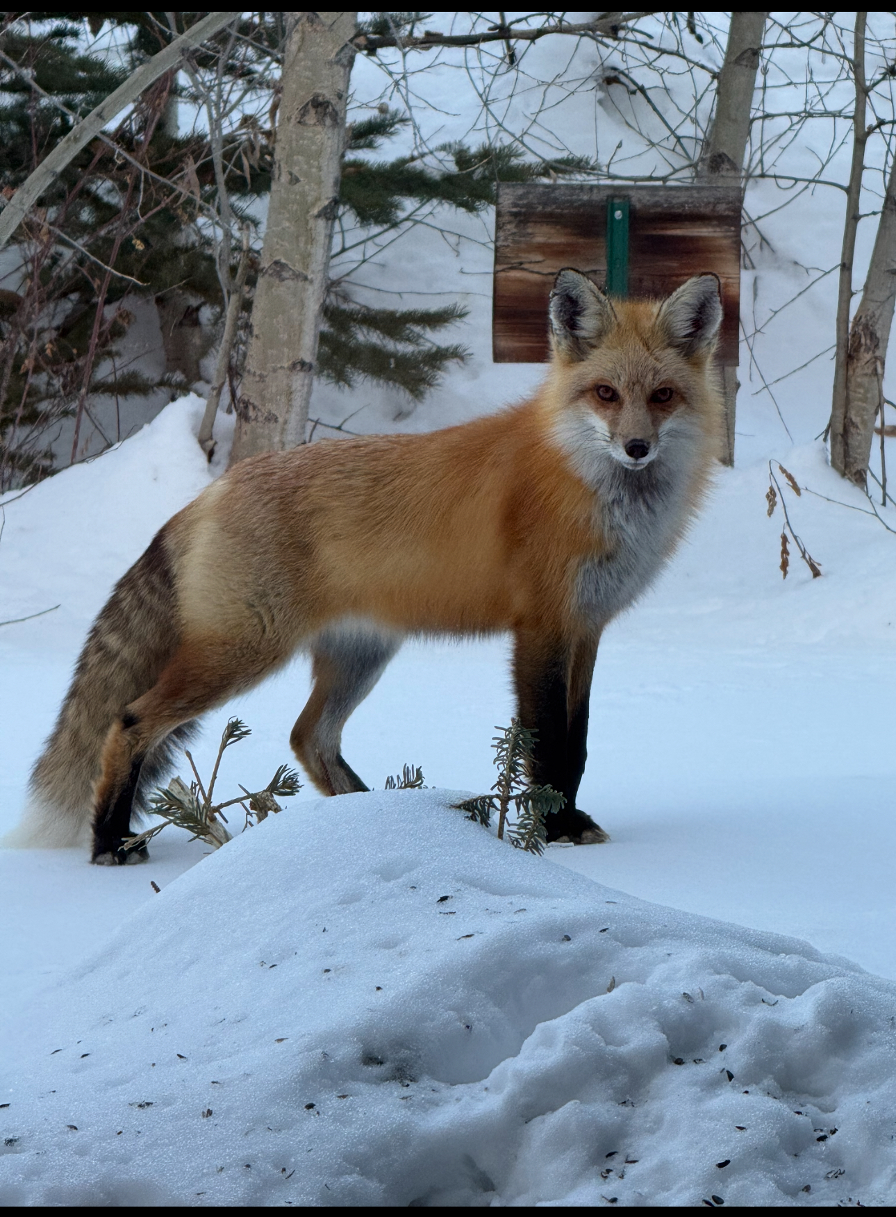 A fox in a snowy garden