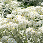 Western Pearly Everlasting plant with white blooms atop silvery green stalks