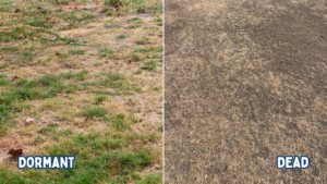 patchy but still somewhat green grass that is dormant next to dead brown gray grass that patches of dirt are coming through because it is dead