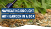 Image of watering garden with the text "navigating drought with garden in a box"