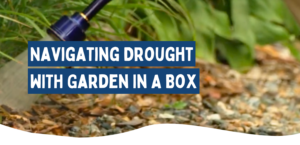 Image of watering garden with the text "navigating drought with garden in a box"
