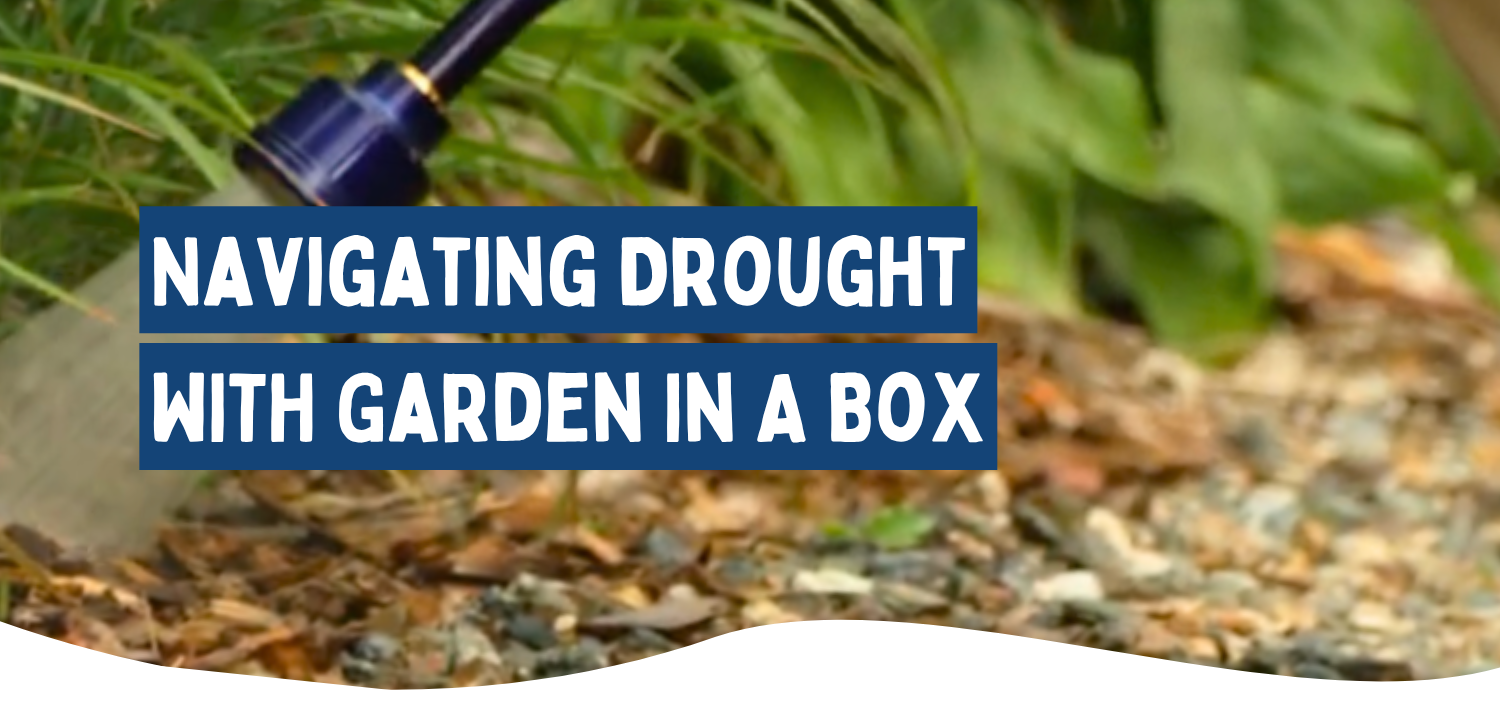 Image of watering garden with the text "navigating drought with garden in a box"